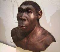 Homo erectus