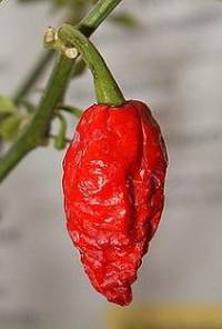 Bhut Jolokia