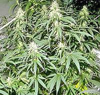 Cannabis Sativa