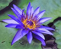    (Nymphaea Caerulea)