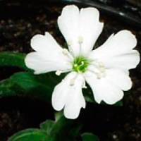 Silene stenophylla