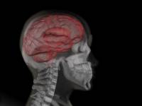 Ученые провели тесты, которые позволят создать препараты стимулирующие работу памяти