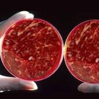 Ученые: через 5 лет люди будут есть искусственное мясо