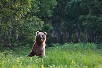 В районе Приморья школьникам запретили гулять из-за нашествия медведей