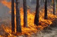 Индонезия просит Россию помочь в тушении лесных пожаров