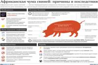 В Ростовой области снова выявлена африканская чума свиней