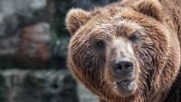 На расправу над медведем в Якутии отреагировал Фонд защиты животных