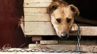 Полиция не стала возбуждать уголовное дело по факту гибели собак из монастыря под Тулой