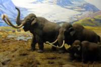 Ученые установили причину вымирания мамонтов в Сибири