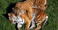 В Хинганском заповеднике может появиться первая тигриная пара